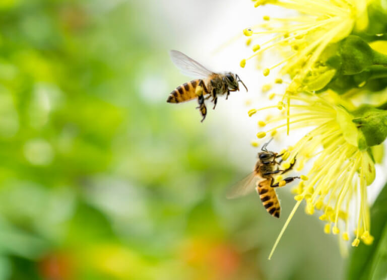 Mutukad, kes hoiavad maailma koos: endine ajakirjanik tutvustab huvilistele mesilaste põnevat elu